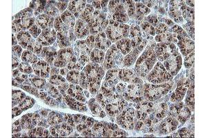 Image no. 9 for anti-Ubiquitin-Conjugating Enzyme E2G 2 (UBE2G2) antibody (ABIN1501630)