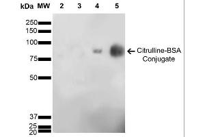 Western Blot analysis of Citrulline-BSA Conjugate showing detection of 67 kDa Citrulline-BSA using Mouse Anti-Citrulline Monoclonal Antibody, Clone 6C2. (Citrulline anticorps  (PE))