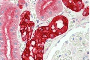 ABIN5539806 (5µg/ml) staining of paraffin embedded Human Kidney. (CALB1 anticorps  (Internal Region))