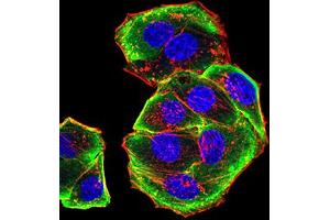 Immunofluorescence analysis of Hela cells using AURKA mouse mAb (green).