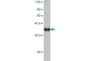 Western Blot detection against Immunogen (35. (CXCL7 anticorps  (AA 37-128))