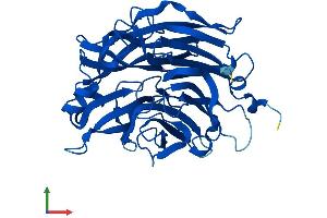 AlphaFold protein structure predicition of Human Recombinant NEU2 Protein, UniprotID Q9Y3R4