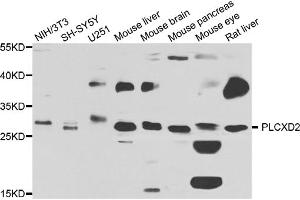 Western blot analysis of extracts of various cell lines, using PLCXD2 antibody. (PLCXD2 anticorps)