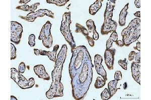 IHC analysis of STBD1 using anti-STBD1 antibody (ABIN7601576).
