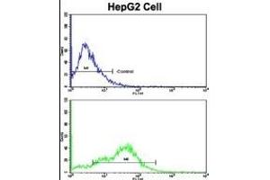 Flow cytometric analysis of HepG2 cells using CD38 Antibody (C-term)(bottom histogram) compared to a negative control cell (top histogram). (CD38 anticorps  (C-Term))