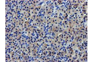Immunohistochemical staining of paraffin-embedded Human pancreas tissue using anti-LPL mouse monoclonal antibody. (Lipoprotein Lipase anticorps  (AA 28-475))