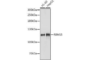 Western blot analysis of extracts of various cell lines, using RBM15 antibody (ABIN1682491, ABIN3019286, ABIN3019287, ABIN5664924 and ABIN6220805) at 1:1000 dilution. (RBM15 anticorps  (AA 530-780))