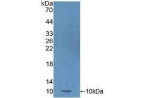 PRM1 anticorps  (AA 2-51)