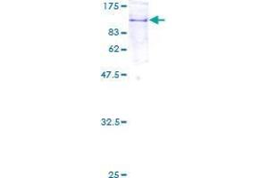 Image no. 1 for Coatomer Protein Complex, Subunit gamma 2 (COPG2) (AA 1-799) protein (GST tag) (ABIN1350048)