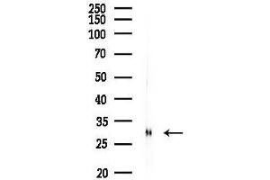 anti-Interleukin 4 (IL4) (Internal Region) antibody