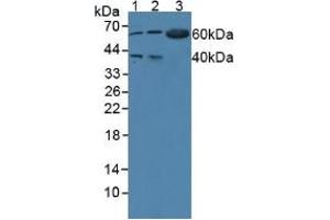 Western blot analysis of (1) Human 293T Cells, (2) Human BXPC-3 Cells and (3) Mouse Pancreas Tissue. (WARS anticorps  (AA 247-458))