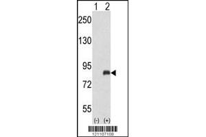 Western blot analysis of ADRBK2 using rabbit polyclonal ADRBK2 Antibody using 293 cell lysates (2 ug/lane) either nontransfected (Lane 1) or transiently transfected with the ADRBK2 gene (Lane 2). (ADRBK2 anticorps  (N-Term))