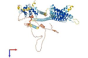 AlphaFold protein structure predicition of Human Recombinant KCND1 Protein, UniprotID Q9NSA2