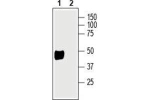 Western blot analysis of rat brain lysate: - 1.