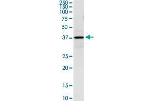 HSD3B1 MaxPab rabbit polyclonal antibody.