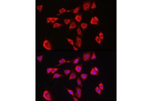 Immunofluorescence analysis of NIH/3T3 cells using P4HB Rabbit pAb (ABIN6134876 and ABIN6145140) at dilution of 1:150 (40x lens). (P4HB anticorps)