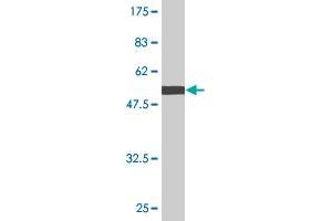 Western Blot detection against Immunogen (54.