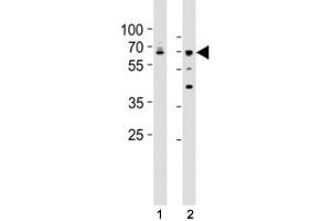 Western blot testing of Lamin A/C antibody at 1:500 dilution.