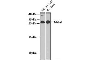 Western blot analysis of extracts of various cell lines using GM2A Polyclonal Antibody at dilution of 1:1000. (GM2A anticorps)