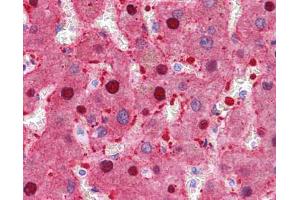 Immunohistochemistry with human liver, mouse KO tissue