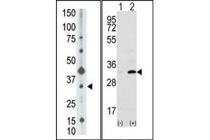 Image no. 1 for anti-CD82 (CD82) (C-Term) antibody (ABIN358740) (CD82 anticorps  (C-Term))