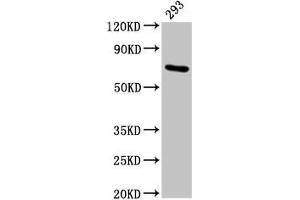 Western Blot Positive WB detected in: 293 whole cell lysate All lanes: HSPA1A antibody at 4. (HSP70 1A anticorps  (AA 418-512))