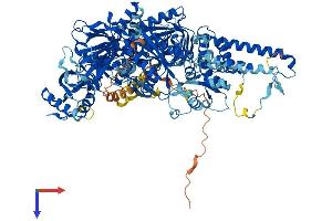 AlphaFold protein structure predicition of Human Recombinant POLD1 Protein, UniprotID P28340
