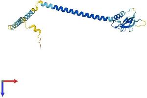 AlphaFold protein structure predicition of Human Recombinant RPAIN Protein, UniprotID Q86UA6