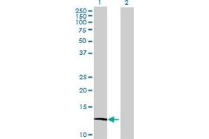 Western Blot analysis of ATP6V1G3 expression in transfected 293T cell line by ATP6V1G3 MaxPab polyclonal antibody.
