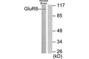 Western blot analysis of extracts from mouse brain cells, using mGluR8 Antibody. (GRM8 anticorps  (AA 841-890))