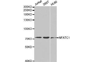 Western blot analysis of extracts of various cell lines, using NFATC1 antibody. (NFATC1 anticorps  (AA 20-300))