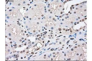 Image no. 13 for anti-P450 (Cytochrome) Oxidoreductase (POR) antibody (ABIN1497743) (POR anticorps)