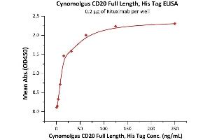 Measured by its binding ability in a functional ELISA. (CD20 Protein (AA 1-297) (His tag))