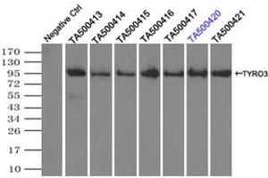 Image no. 2 for anti-TYRO3 Protein Tyrosine Kinase (TYRO3) antibody (ABIN1501606)