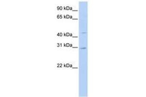 Image no. 1 for anti-Solute Carrier Family 10 (Sodium/bile Acid Cotransporter Family), Member 4 (SLC10A4) (N-Term) antibody (ABIN6740858)