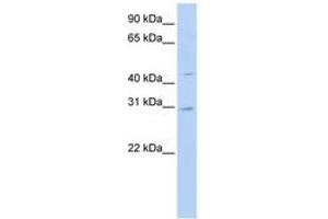 Image no. 1 for anti-Solute Carrier Family 10 (Sodium/bile Acid Cotransporter Family), Member 4 (SLC10A4) (N-Term) antibody (ABIN6740858) (SLC10A4 anticorps  (N-Term))