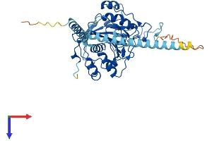 AlphaFold protein structure predicition of Human Recombinant B4GALT5 Protein, UniprotID O43286