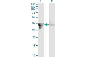 Western Blot analysis of GAS2 expression in transfected 293T cell line by GAS2 monoclonal antibody (M01), clone 4E11.