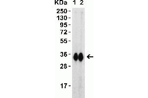 Western Blot Validation with SARS-CoV-2 (COVID-19) Spike RBD Recombinant Protein Loading: 30 ng per lane of SARS-CoV-2 (COVID-19) Spike RBD recombinant protein, 10-303. (SARS-CoV-2 Spike anticorps  (RBD))