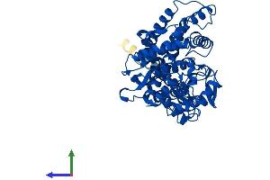 AlphaFold protein structure predicition of Human Recombinant CYP2R1 Protein, UniprotID Q6VVX0