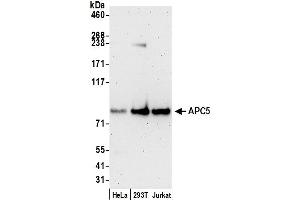 anti-Anaphase Promoting Complex Subunit 5 (ANAPC5) (C-Term) antibody