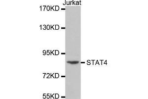 Western blot analysis of extracts of Jurkat cell line, using STAT4 antibody at dilution of 1:300. (STAT4 anticorps  (AA 600-700))