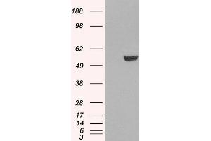 HEK293 overexpressing IRF6 (ABIN5352639) and probed with ABIN184730 (mock transfection in first lane).