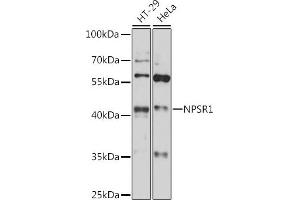 Western blot analysis of extracts of various cell lines, using NPSR1 antibody (ABIN7268886) at 1:1000 dilution. (NPSR1 anticorps  (C-Term))