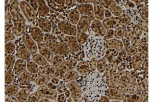 ABIN6277109 at 1/100 staining Rat kidney tissue by IHC-P. (TNFAIP3 anticorps  (Internal Region))