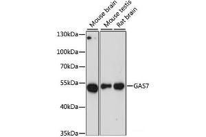 Western blot analysis of extracts of various cell lines using GAS7 Polyclonal Antibody at dilution of 1:3000. (GAS7 anticorps)