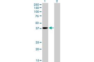 Western Blot analysis of PNMA1 expression in transfected 293T cell line by PNMA1 MaxPab polyclonal antibody. (PNMA1 anticorps  (AA 1-353))
