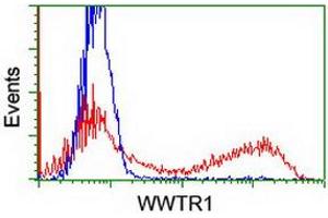 HEK293T cells transfected with either RC204082 overexpress plasmid (Red) or empty vector control plasmid (Blue) were immunostained by anti-WWTR1 antibody (ABIN2454926), and then analyzed by flow cytometry.