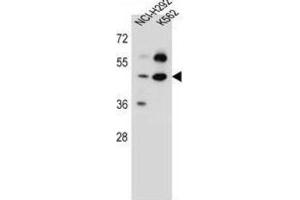 Western Blotting (WB) image for anti-Leprecan-Like 4 (LEPREL4) antibody (ABIN5016836) (Leprecan-Like 4 anticorps)