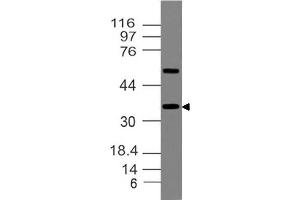 Image no. 1 for anti-Transcription Factor MafA (MAFA) (AA 192-353) antibody (ABIN5027344) (MAFA anticorps  (AA 192-353))